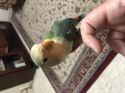 ציפור אהבה האכלת יד לא