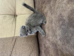 גורי סקוטיש פולד, זכרים ונקבות, זמינים