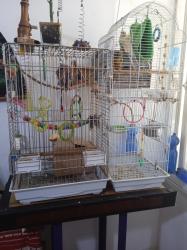 זוג גרינצ'יקים בני 3 מתוקים