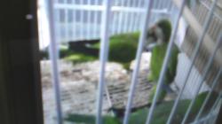 למכירה 4 תוכים יפים וחמודים