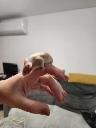 מיני עכברים בני חודשיים למכירה