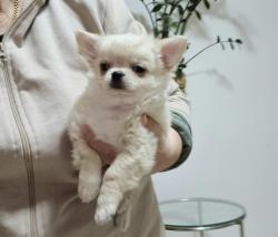 גור ציוואווה שיער ארוך זכר