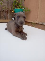 תחש מעורב,אחרי חיסון ראשון ותילוע