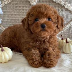 גורי פודל זכרים ונקבות חמודים