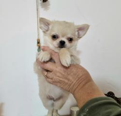 גור ציוואווה שיער ארוך זכר