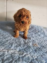 גורי פודל טוי / ננסי