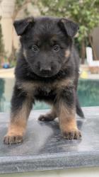 גור רועה גרמני נשאר נקבה אחרונה גזעית