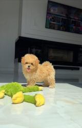 גור פודל מקסים לאימוץ חינם,