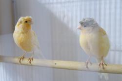 זוג כנריות (כנראה זכר ונקבה)