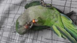 אכלת יד ברמה גבוהה, יפה,מדבר