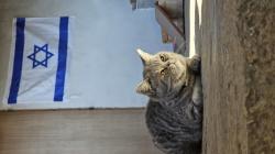 חתול סקוטי מתוק