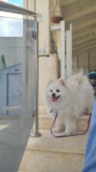 גורי פומרניאן מהממים למכירה ✨גורים