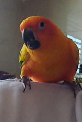 רמה גבוהה מאוד אצלי מגוזל