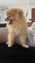 ליאו שלנו מחפש זיווג כלב