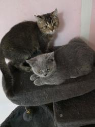 גורים סקוטי בני 4 חודש