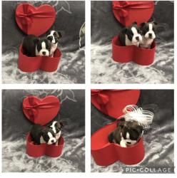 גורים עם תעודות יוחסין יש