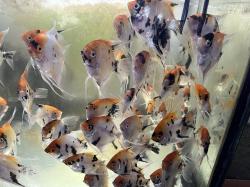 סקלרים מארבל מגידול בייתי גדלים