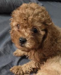 גורי פודל טוי (הכי קטן בגזע)