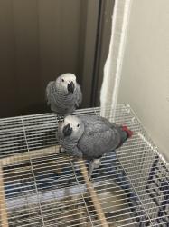 גאקו בן 3 חודשים שתי גוזלים יפות