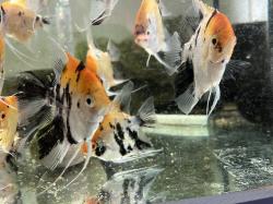 סקלרים מארבל מגידול בייתי גדלים