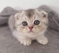 גורים סקוטים עם פרווה קצרהזכרים