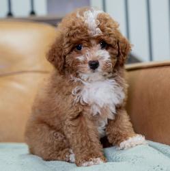 יש לנו גורי פודל זכרים