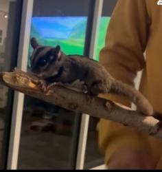 זוג שוגרים זכר ונקבה אפוריםמורגלים