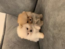 גורי פומרניין דובי בצבע קרם