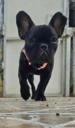 בולדוג צרפתי מנומר מיוחד בן