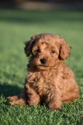 גורי פודל טוי / ננסי