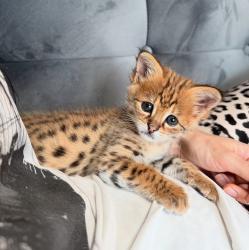 גורי סוואנה מקסימים לאימוץ לכל