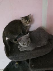 גורים סקוטי בני 4 חודש