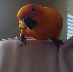 רמה גבוהה מאוד אצלי מגוזל