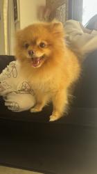 ליאו שלנו מחפש זיווג כלב