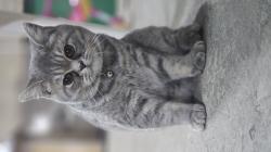 חתול סקוטי מתוק