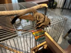 זוג שוגרים זכר ונקבה אפוריםמורגלים