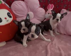 בוסטון טרייר עם תועות יוחסין