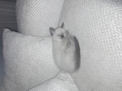 רגדול יפיפיה כולל חיסונים