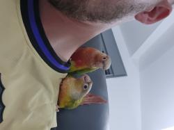 זוג קוניוריים ( גרינצ'יק )