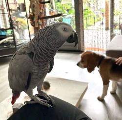 תוכים אפריקאים אפורים מקסימים ומקסימים