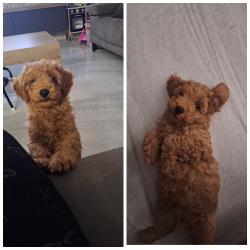 פודל טוי ננסי מתוק בן