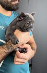 גורי בולדוג צרפתי צבע בלו