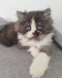 גורים סקוטיש היילנד מעלפיםמחונכים לעשיי...