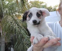 שפיץ מעורבת, בת חודשיים, ננסית,