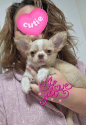 גור צ'וואווה שעיר ארוך ראש תפוח, אף קצר