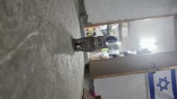 חתול סקוטי מתוק