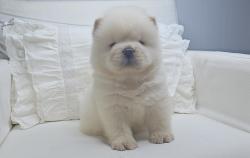 שובוני צאו רמה מאוד