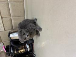 גורי סקוטיש פולד, זכרים ונקבות, זמינים