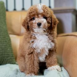 יש לנו גורי פודל זכרים