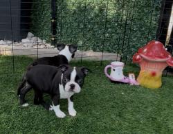 בוסטון טרייר עם תעודות יוחסין